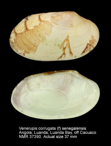 Venerupis corrugata (f) senegalensis (2).jpg - Venerupis corrugata (f) senegalensis(Gmelin,1791)